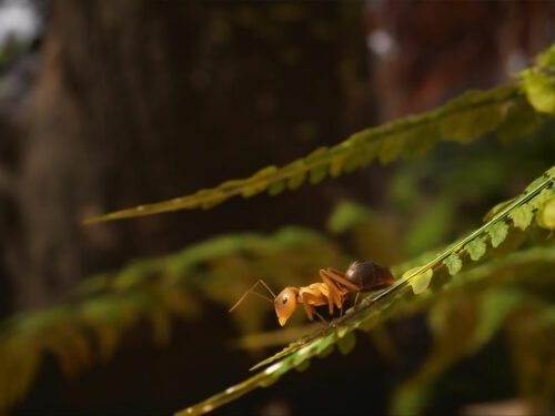 خرید بازی Empire of the Ants